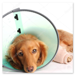 Bandajlı bacağı iyileşen köpek