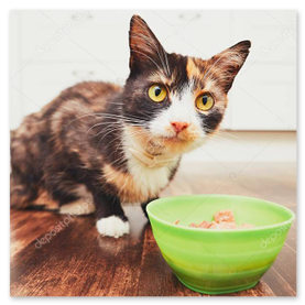 Mama kabında mama yiyen kedi