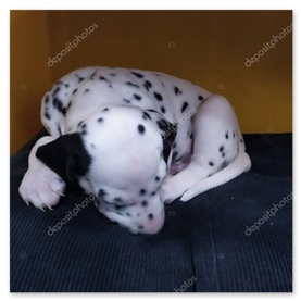 Güvende uyuyan yavru köpek