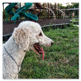 Parkta gezinen iyileşen köpek
