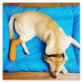 Pansuman yapılan yaralı köpek