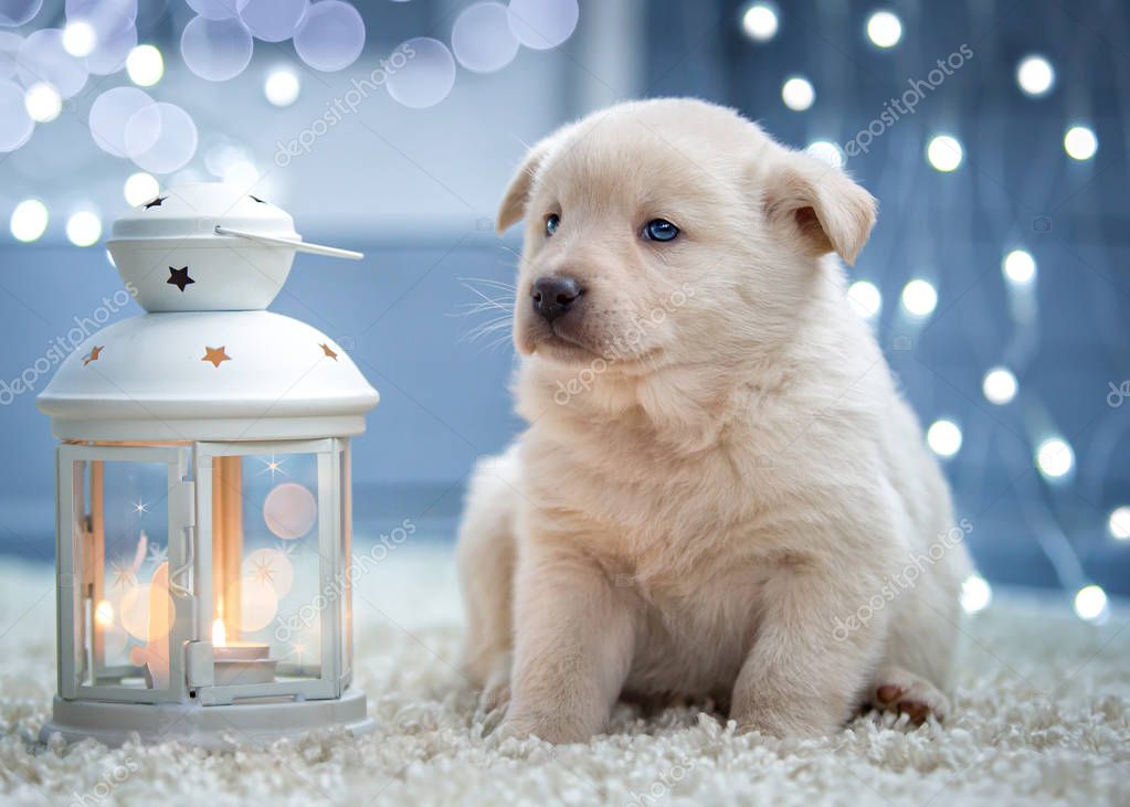 Barınakta minik yavru köpek
