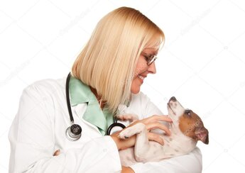 Tedavi edilen yaralı sokak köpeği