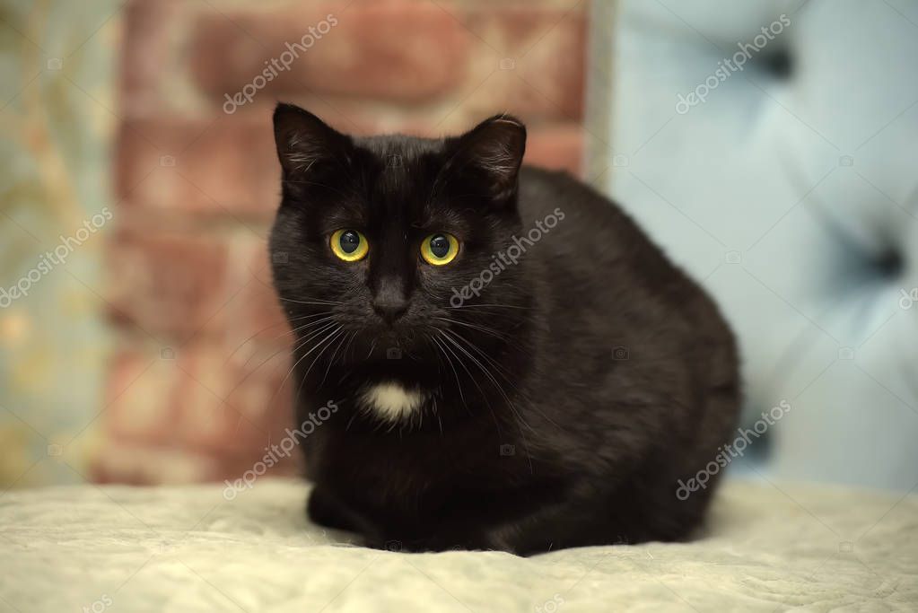 Parlak siyah tüylere sahip kedi
