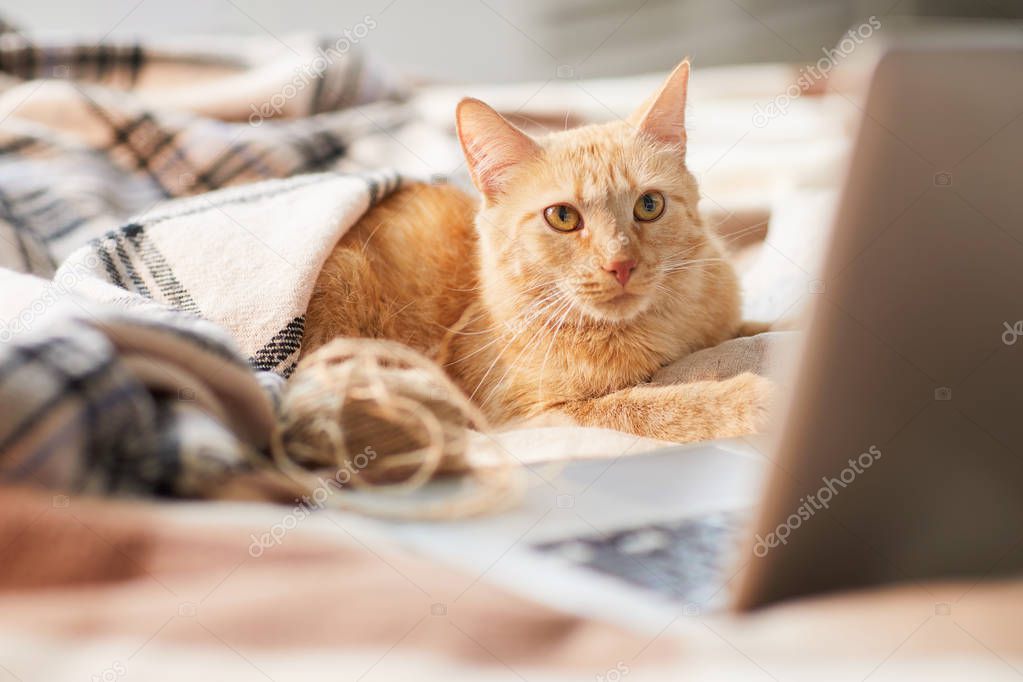 Battaniye üzerinde turuncu kedi