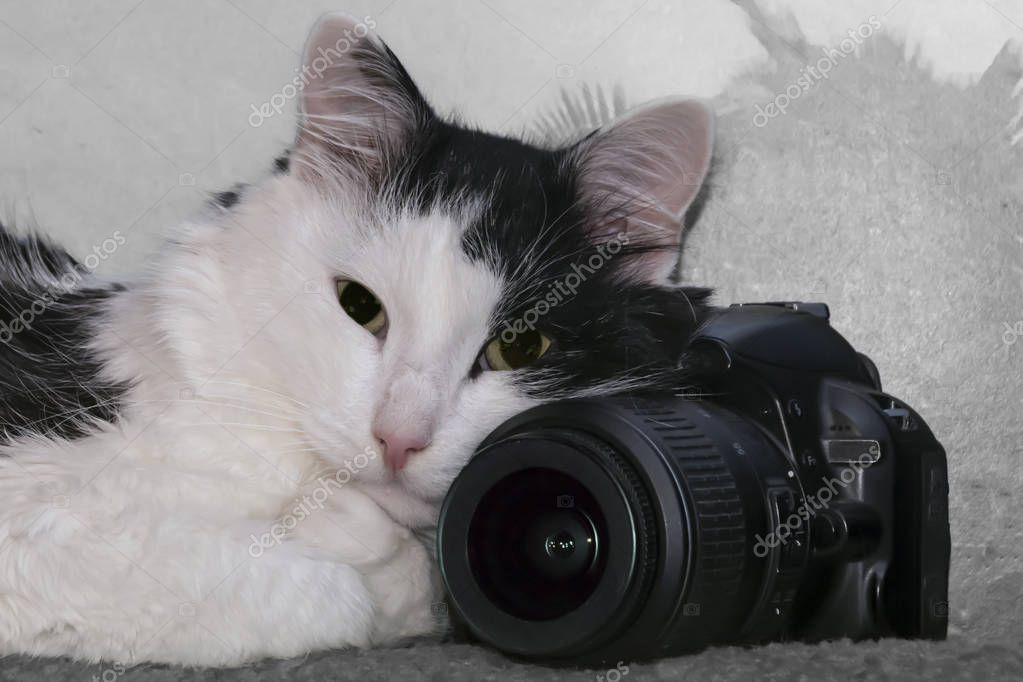 Kedilerin fotoğraf ve videolarını çeken gönüllü