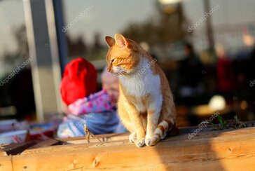 Kedi maması bağışı kampanyası görseli