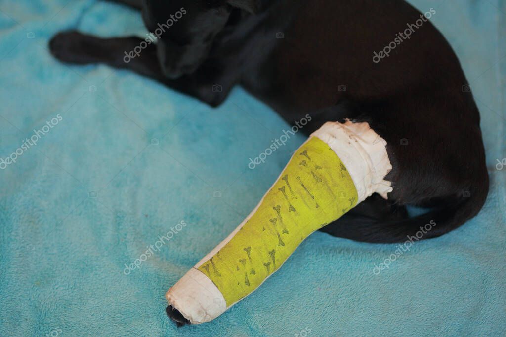 Pansumanlı iyileşen köpek veterinerde