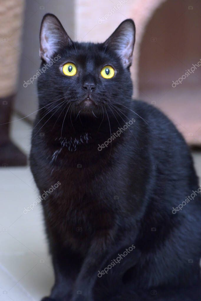Parlak gözlü siyah kedi