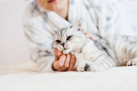 Kedi bakımı rehberi okuyan kişi ve yanında kedi