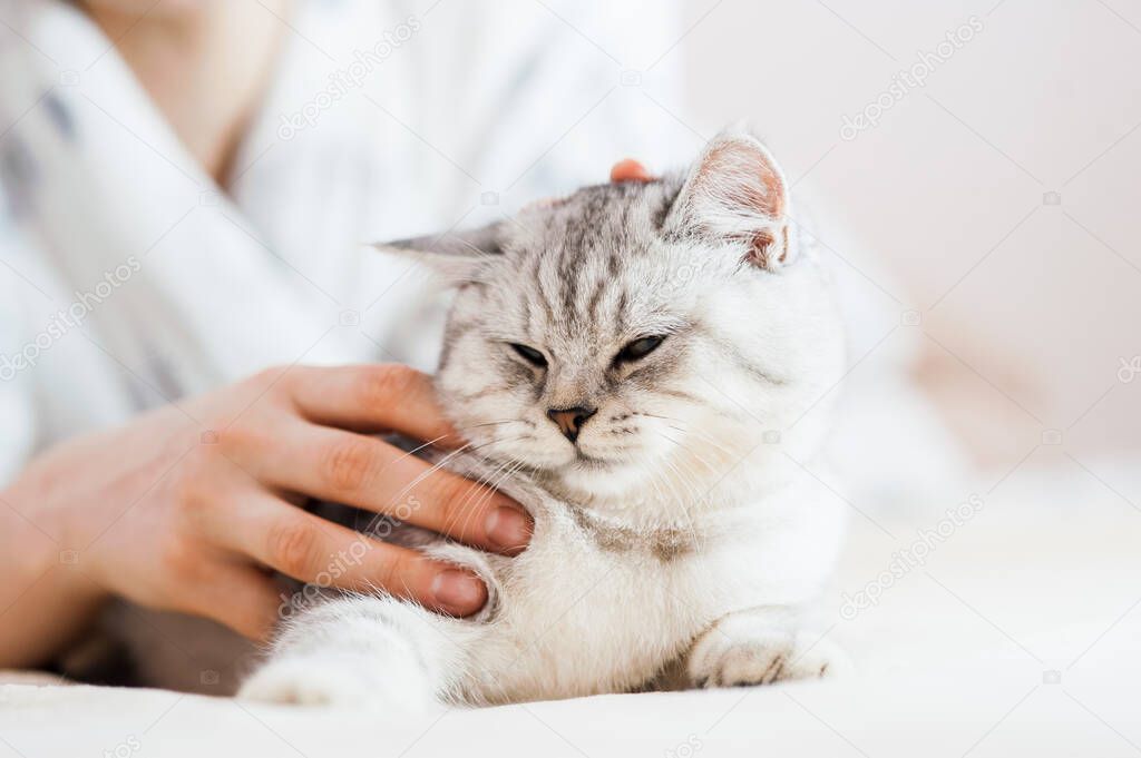 Kedi bakımı için temel ihtiyaçları gösteren görsel