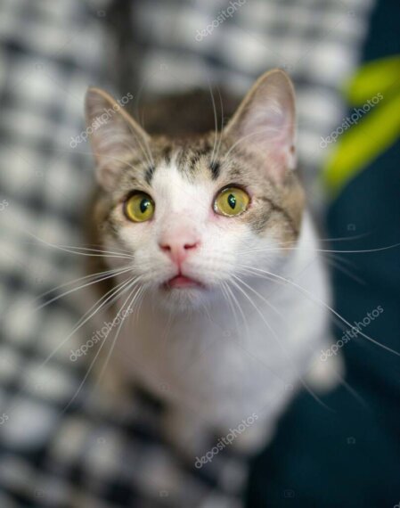 Kedi kurtarma ve bakımından bir anlık dikey görsel