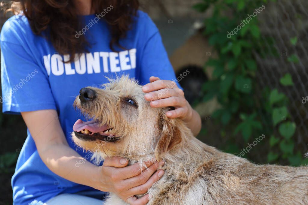 Gülümseyen kurtarılmış köpek