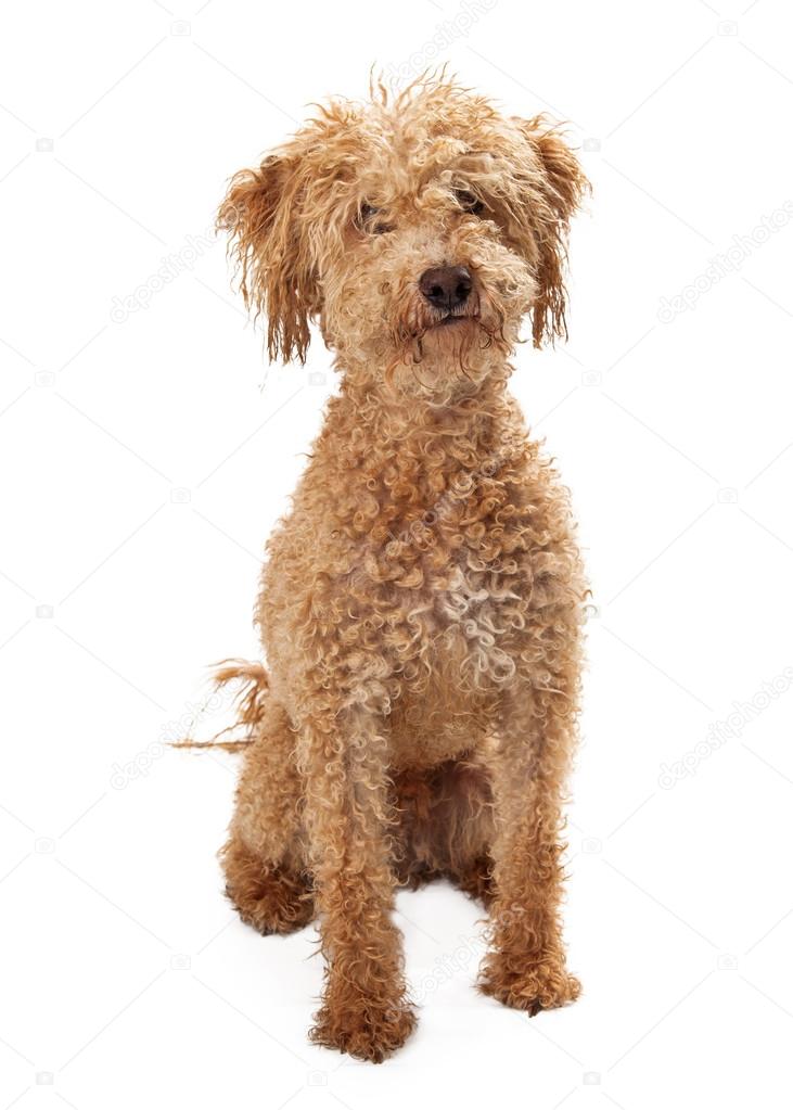 Gülümser gibi bakan köpek