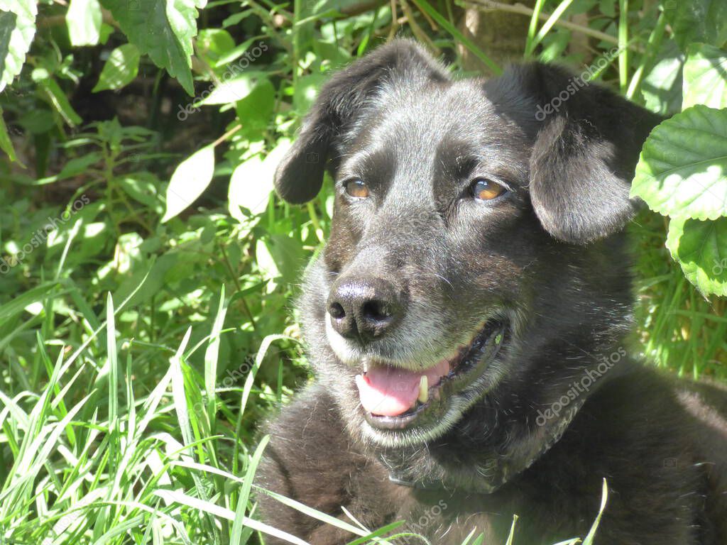 Nazik bakışlı orta boy gri-kahverengi köpek