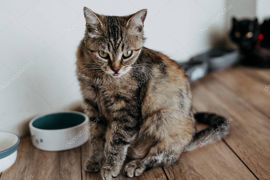 Portre fotoğrafta sevimli bir kedi