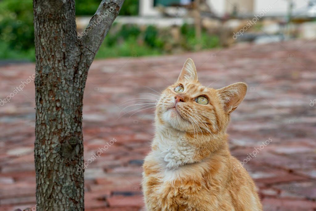 Yeşil gözlü tekir kedi yakın plan