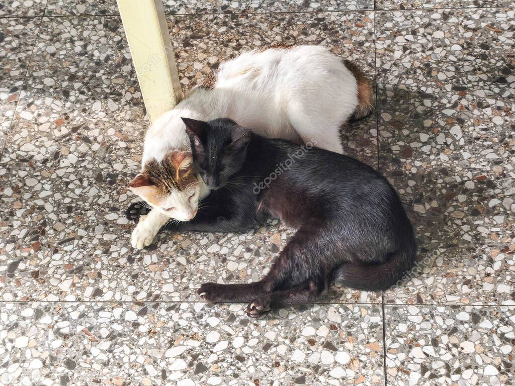 Beyaz tüyleriyle zarif bir kedi minder üzerinde